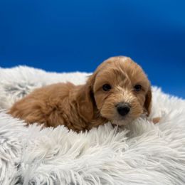 Skywalker - Sable male Cavapoo puppy in Hayden, Alabama from Agape Southern Farms