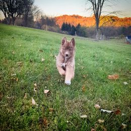 Siberian Husky Puppies from Wyant Farms