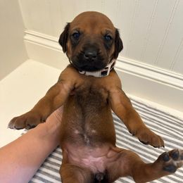 Liberty - Rd whtn blk nose female Rhodesian Ridgeback puppy in Montgomery, Texas from Timber Ridge Kennels