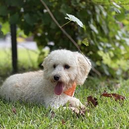 Lucille - Goldendoodle