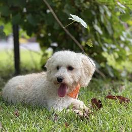 Lucille - Goldendoodle