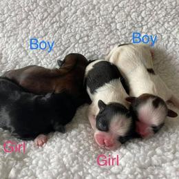 Shih Tzu Puppies from Mimi's Shih-tzus of Ocala