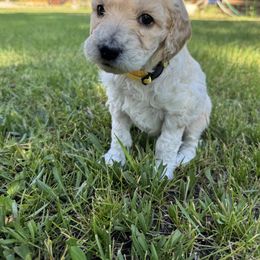 Goldendoodle Puppies from Elevation Goldens