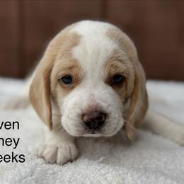 Haven AKC - Lemon and white female Beagle puppy in Rogersville, Missouri from Hales Little Beagle Haven