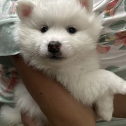 Kiko - White male American Eskimo Dog puppy in Hesperia, California from Bella's American Eskimos