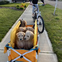Cockapoo and Goldendoodle Puppies from Capital Doodles