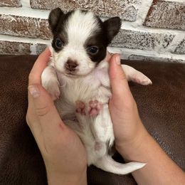 Rosemary - Chocolate and white female Chihuahua puppy in Tyner, North Carolina from Hawk's Eye Homestead