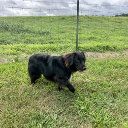 Pearl - Miniature Australian Shepherd