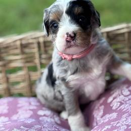 Posey - Merle female Bernedoodle puppy in Rising Sun, Indiana from Ruby Lane Doodles