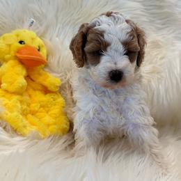 Moose - Parti male Goldendoodle puppy in Nortonville, Kentucky from Deb’s KY Doodles
