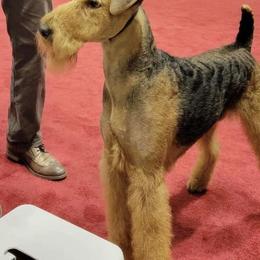 Airedale Terriers from Driftwood Kennel