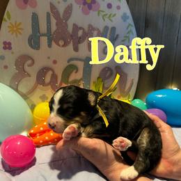 Daffy - Tri-color female Bernedoodle puppy in St. James, Missouri from Backwoods Bernedoodles