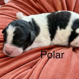 Polar - Black and white male Bernedoodle puppy in Russellville, Arkansas from Crossgate Doodles