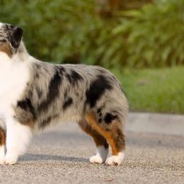 Miniature American Shepherds from Shasta MAS