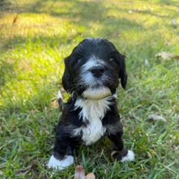 Hot pink - Black and white female Sheepadoodle puppy in Fayette, Alabama from Luxapallila Sheepadoodles