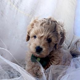 Goldendoodle, Maltipoo, and Poodle Puppies from Winchester Hills Poodles and Doodles