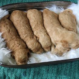 Goldendoodle, Labradoodle, Poodle, and Saint Berdoodle Puppies from Dent’s Doodles