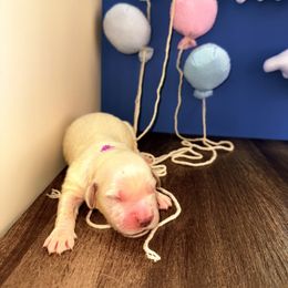 Golden Retriever Puppies from Top Gun Golden Retrievers