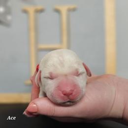 Ace - Yellow male Labrador Retriever puppy in Macomb, Missouri from Hicks Family Homestead