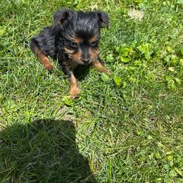 Girl 6 - Blue and gold female Yorkshire Terrier puppy in Marion, Indiana from Brandon's Yorkshire Terriers