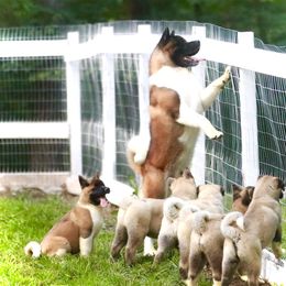 BULAT - Akita