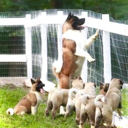 BULAT - Akita