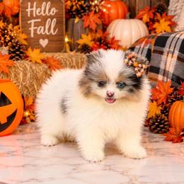 AKC Liberty - Blue merle female Pomeranian puppy in Santa Rosa, California from Cute California Poms