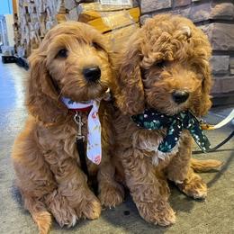 Goldendoodle Puppies from Sunnydoodle Utah