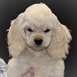 Cocker Spaniel Puppies from J and S Cocker Spaniels