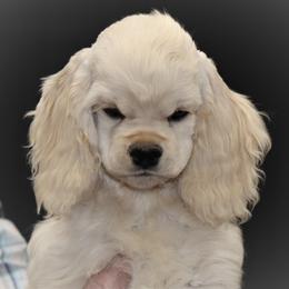 Cocker Spaniel Puppies from J and S Cocker Spaniels