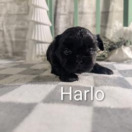 Harlo - Black female Shih Tzu puppy in Poultney, Vermont from Morgan's Shih Tzus