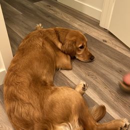 Maggie - Golden Retriever