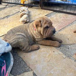 Boy 2 - Red fawn male Chinese Shar-Pei puppy in Fairfield, Texas from Majesty SharPei