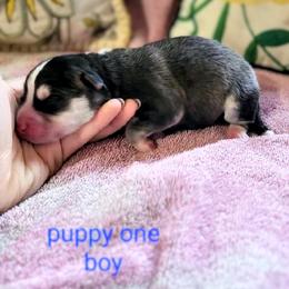 Pomsky Puppies from Nebula Ranch Pomskies