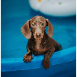 Bates - Dachshund