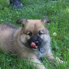 Icelandic Sheepdog Puppies from Windswept Icelandic Sheepdogs