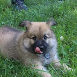 Icelandic Sheepdog Puppies from Windswept Icelandic Sheepdogs