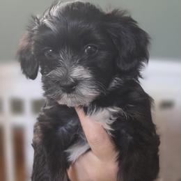Havanese Puppies from Watson Farms
