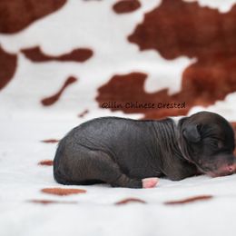 Chinese Crested Puppies from Qilin Chinese Crested
