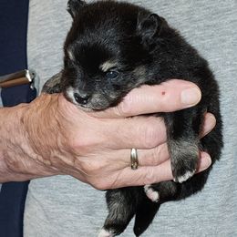 Girl 2 - female Pomeranian puppy in Turnersville, New Jersey from MK Exquisite Poms