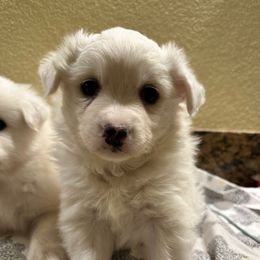Sammy - White male American Eskimo Dog puppy in Hesperia, California from Bella's American Eskimos