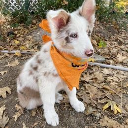 Border Collie Puppies from Willow Spring Border Collies