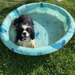 Charlie Brown - Cockapoo