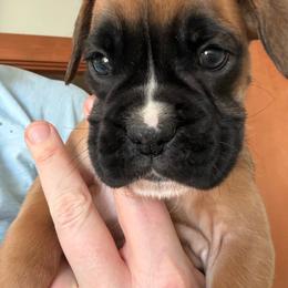 Echo - Fawn female Boxer puppy in Medical Lake, Washington from Box and Bully Estates: Boxers and Old English Bulldogs