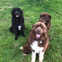 Newfoundlands from Rocky Fork Newfoundlands