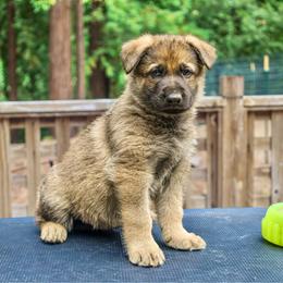 Caraxes - Sable male German Shepherd puppy in Santa Cruz, California from Von Guadachi German Shepherds & Audacity Border Collies