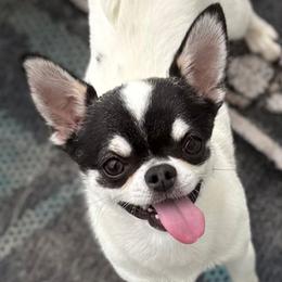 Gaston - Chihuahua