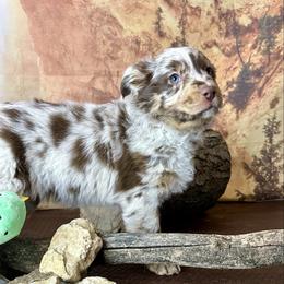 Titan - Red merle male Australian Shepherd puppy in West Union, Iowa from Boundless Hearts Australian Shepherds LLC