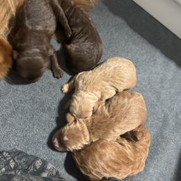 Bea - Red  female Goldendoodle puppy in Washougal, Washington from Sandy Creek Bernedoodles