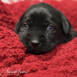 Pink Girl - Black female Labrador Retriever puppy in Colorado from Albrecht Farms Labrador Retrievers